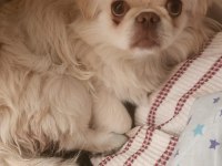Erkek exotic pekinez köpeğimiz