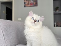 British Longhair Kedilerim