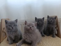 British Shorthair Yavrularımız