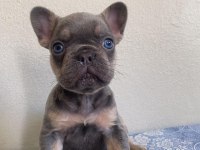 LİLAC TAN ERKEK MAYBE FLUFFY L4 FRENCH BULLDOG
