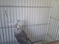 2 Aylık Erkek Yavru Sultan Papağanı