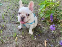 Egzotik french bulldog erkek