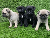 PUG MOPS MUHTEŞEM PUG GÜZELLER