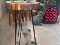 2 aylık scottish fold blue point erkek yavru kedim