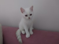 Tatlı yavrularım yeni ailelerine kavuşmak için hazir