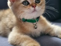 3.5 aylık Erkek British Shorthair Golden