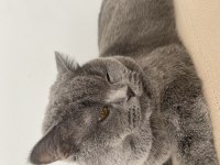 British shorthair 1.5 yaşında kısır değil
