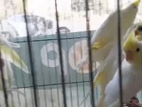 Lutino Grey Heavy Sultan Papağanı Yavrularımız