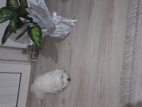 Aslan oğlumuza gelin adayı