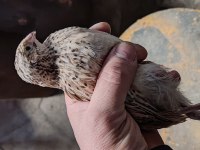 45 günlük japon ve Jumbo bıldırcın