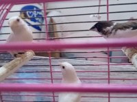 Yavru makineleri bengal ispinoz finch