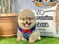 Antalya garantili ayı surat pomeranian boo yavru