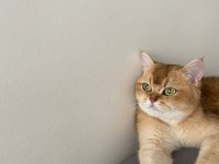 Kimlikli British Shorthair Orjinal