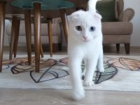 SCOTTİSH VE ANKARA KIRMASI TEK VAN KEDİSİ