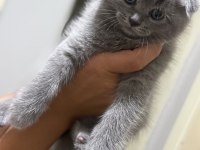 15 Haziran doğumlu son kalan 2 scottish fold