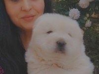 Çin aslanı chow chow