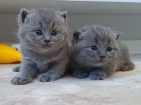 British shorthair yavru kedilerimiz