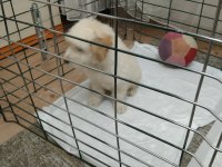 3,5 aylık terrier hayırlı olsun