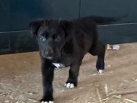 A+ Anne Babadan Erkek dişi Belçika Malinois yavrular