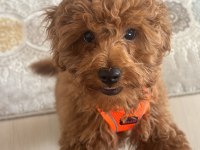 4 aylık efsane toy poodle tüm aşıları yapılmış