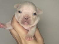 A kaliteli french bulldog yavrularım