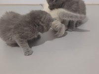 2 aylık yavru scottish fold kedimiz