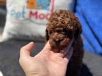 Yasal ruhsatlı çifrlikde ziyarete açık toy poodle