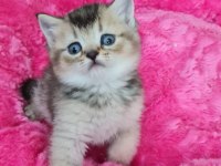 British Shorthair Yavrumuz Sizleri Bekliyor