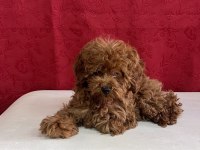 Tüm Aşıları Tam 3 Aylık Dişi Toy Poodle
