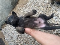 Hırs küpü belçika kurdu