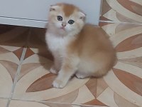 Fold Golden scottish fold yavru