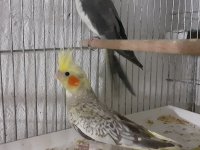 Balıkesir sultan papağanı