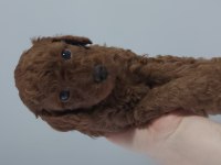Safkan Red Brown Toy Poodle Bebekler