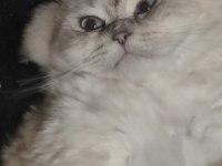British longhair oğlum