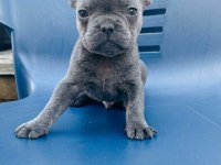 Blue egzotik french bulldog yavrular