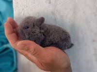 Cüce Tavşan Yavrusu