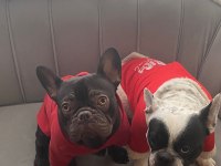 Cift kopya choco kaliteli erken soyu guzel frenchbulldog