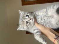 2 aylık british shorthair yavrular