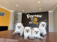 YENİ SCOTTISH FOLD YAVRULAR BRITISH YAVRULAR ANKARA
