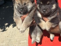 Shiba İnu Bebişler