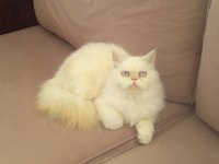 Yakışıklı İran Kedisi Oğlum