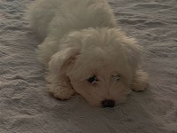 Kore maltese gelen aşıları yapıldı
