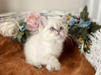 ORİJİNAL IRK BRİTİSH BS2133 BEBEĞİMİZ