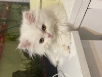 3.5 aylık erkek chinchilla yavrumuz sahiplendirilecektir