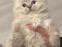 Blue point british longhair kedilerim