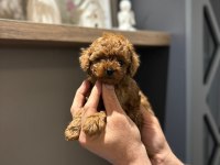 Efsane poodle yavrularımız hazır