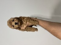Dişi erkek poodle bebeklerimiz yeni ailelerini bekliyor
