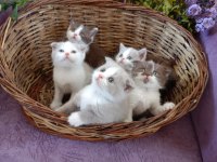 Bicolor british shorthair yavrular rezerveye açık