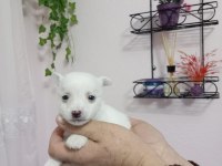 Micro boy 4 erkek chihuahua bebekler