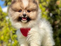 Safkan Pomeranian Boo Yavrularımız